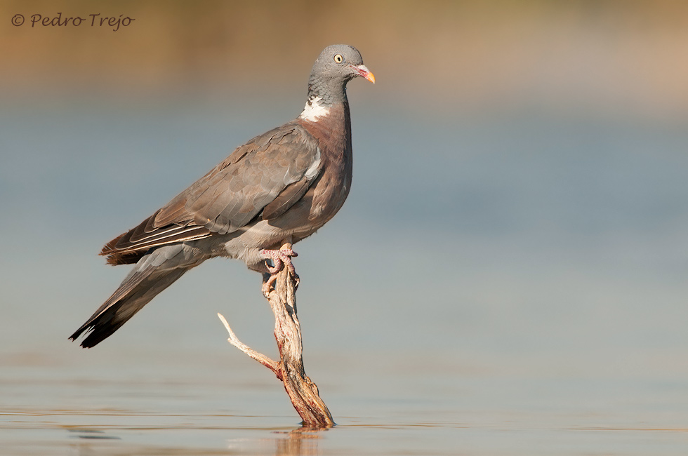 Paloma torcaz ( Columba palumbus)